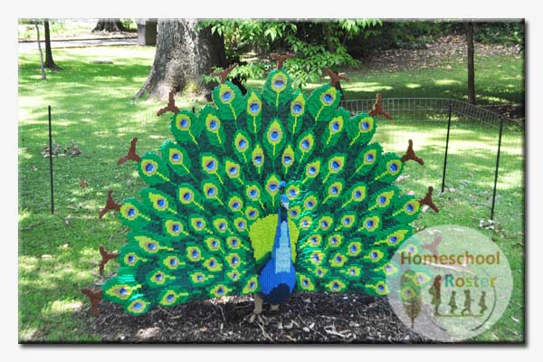 The Peacock display has 68,827 LEGO pieces and took 625 hours to put together.