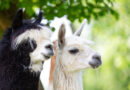 FIELD TRIP: Adventures with Alpacas