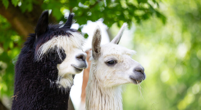 Portrait of two Alpacas, a South American mammal