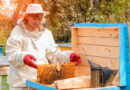 Beekeeper Short Course Offered in Jackson