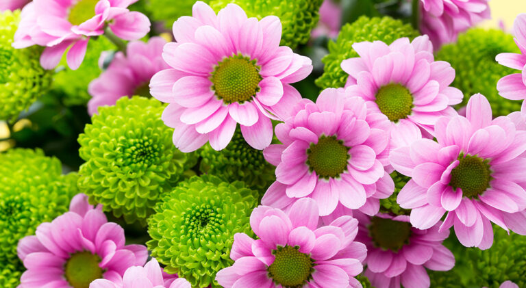 Easter, spring flowers background. More flowers