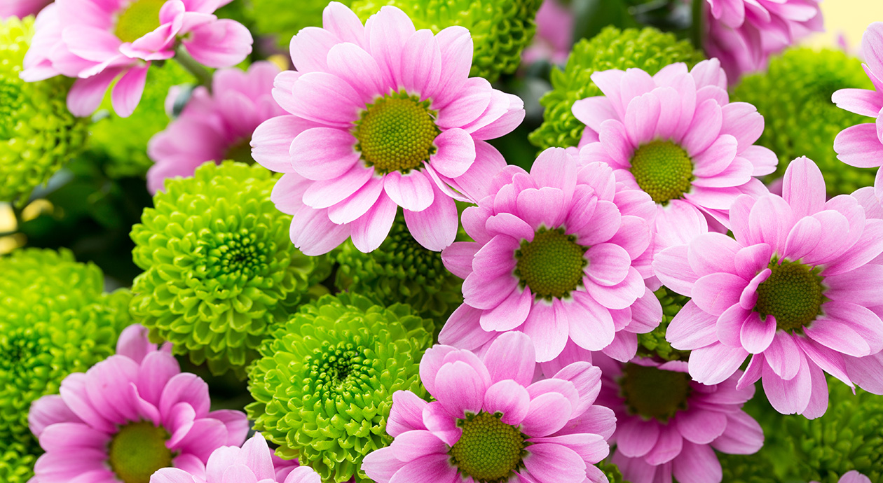 Spring Homeschool Days at the Memphis Botanic Garden Homeschool Roster