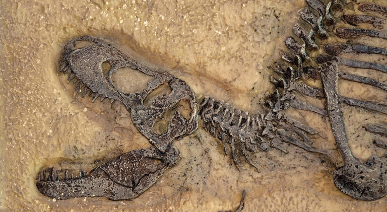 Tyrannosaurus rex fossil, Close up with selective focus. T