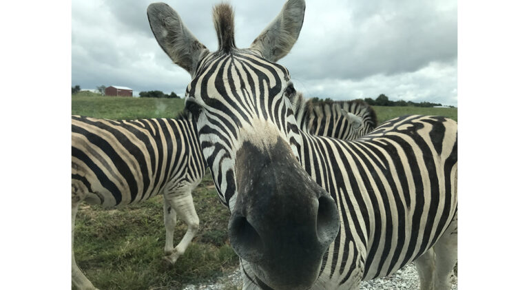 ENtn_safari_park_0561