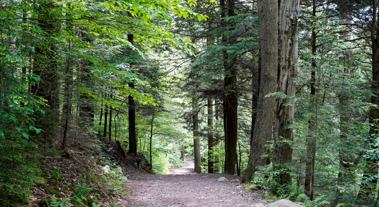 Hiking trail in the woods of Rickett's Glen State Park