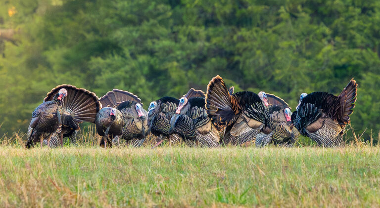 FItwra_wild_turkey_photo_credit_angela_lannom